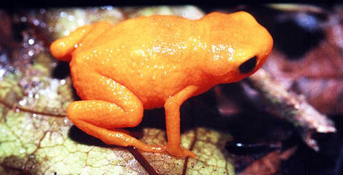 Pumpkin toadlet